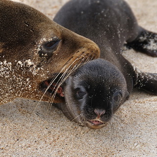 Galapagos - San Cristobal - Playa Mann - Young sea lion